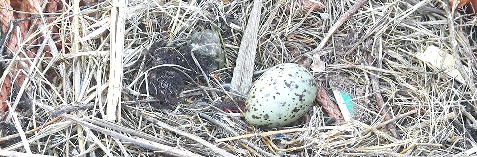 Bilden visar ett fågelbo med ägg i.